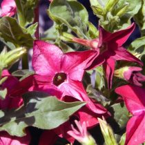 «Перфьюм Дип Пёрпл» (Nicotiana sanderae ‘Perfume Deep Purple’) «Перфьюм Дип Пёрпл» (Nicotiana sanderae ‘Perfume Deep Purple’)