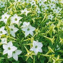 «Перфьюм Уайт» (Nicotiana sanderae ‘Perfume White’) «Перфьюм Уайт» (Nicotiana sanderae ‘Perfume White’)