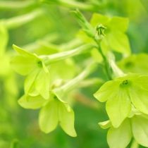 «Перфьюм Лайм» (Nicotiana sanderae ‘Perfume Lime’) «Перфьюм Лайм» (Nicotiana sanderae ‘Perfume Lime’)