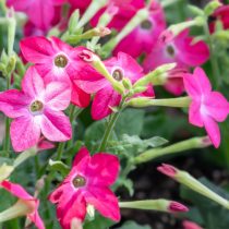 «Перфьюм Роуз» (Nicotiana sanderae ‘Perfume Rose’) «Перфьюм Роуз» (Nicotiana sanderae ‘Perfume Rose’)