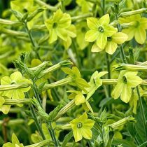 «Лайм Грин» (Nicotiana alata ‘Lime Green’) «Лайм Грин» (Nicotiana alata ‘Lime Green’)