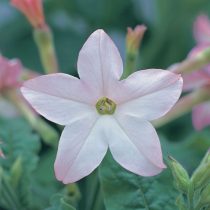 «Перфьюм Ред» (Nicotiana sanderae ‘Perfume Red’) «Перфьюм Эпплблоссом» (Nicotiana sanderae ‘Perfume Appleblossom’)