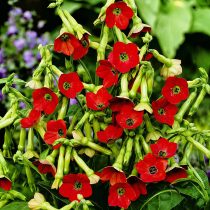 «Тинкербел» (Nicotiana alata ‘Tinkerbell’) «Тинкербел» (Nicotiana alata ‘Tinkerbell’)