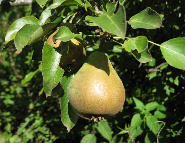 Дюймовочка — мелкоплодный, но очень сладкий сорт для средней полосы с нежной сочной мякотью и почти десертным вкусом. При хороших условиях хранения плоды лежат до зимы, а сама груша отличается хорошей зимостойкостью.