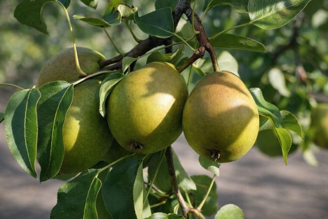 Юрьевская — раннезимний сорт с сочной плотной мякотью и сладко-кислым вкусом, который особенно хорошо раскрывается в варенье и другой переработке. Плоды способны храниться до января, а дерево отличается хорошей зимостойкостью.