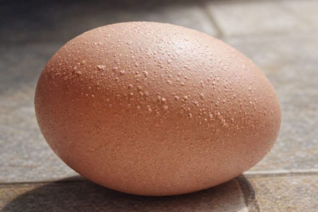 Шероховатая или бугристая скорлупа не всегда опасна, но часто говорит о нарушении минерального баланса или сбое в работе яйцевода. Иногда причина в перекорме кальцием, иногда — просто в особенности конкретной курицы.