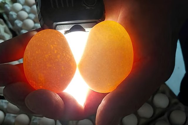 Очень тонкая, но ещё прочная скорлупа часто появляется при перекосе между кальцием и фосфором. Материала вроде хватает, но его пропорции не дают сформировать полноценную и устойчивую оболочку яйца.