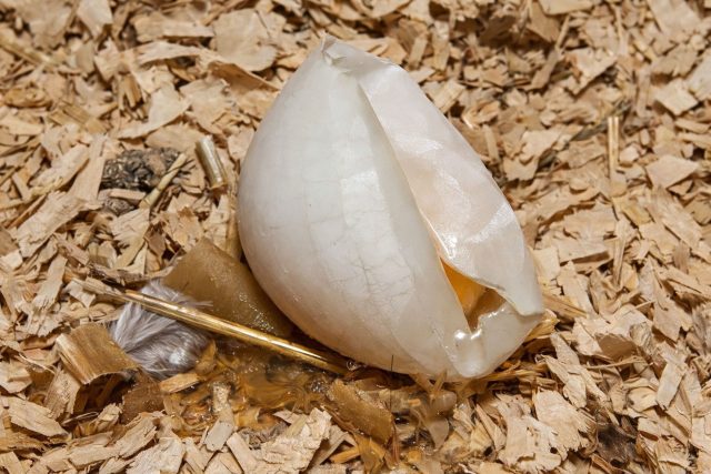 Яйцо без скорлупы, только в тонкой плёнке, — уже тревожный сигнал. Такое бывает при остром дефиците кальция, сильном стрессе или воспалении яйцевода, когда механизм формирования оболочки даёт резкий сбой.