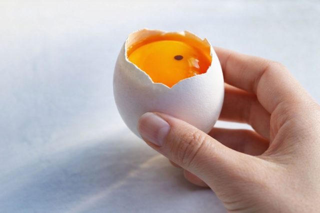 Кровяные точки в белке или желтке чаще всего возникают из-за разрыва мелкого капилляра и сами по себе не означают болезнь. Но если такие яйца появляются постоянно, стоит проверить витаминный баланс рациона.