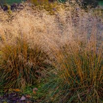 Молиния голубая (Molinia caerulea)