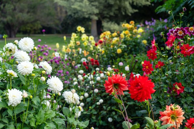 Стихийные посадки дают коллекцию, но не композицию. Всё вспыхивает одновременно и так же быстро гаснет, оставляя после себя ровную зелёную массу без акцентов. Поэтому важно заранее видеть картину целиком: не что посадить, а каким сад будет выглядеть в разгар сезона и после него.