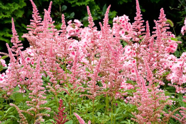 Астильба оживляет тень: пушистые метёлки поднимаются над плотной листвой и дают мягкий, но заметный акцент. Даже после цветения сухие соцветия сохраняют форму и продолжают работать в саду.