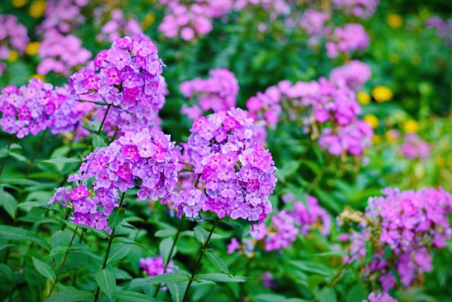 Флоксы создают плотные цветовые пятна и наполняют сад запахом. В разгар лета они становятся точкой притяжения — особенно в вечерние часы, когда светлые сорта буквально «светятся» в сумерках.