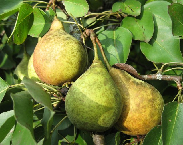 10 идеальных сортов груш для средней полосы и Подмосковья
