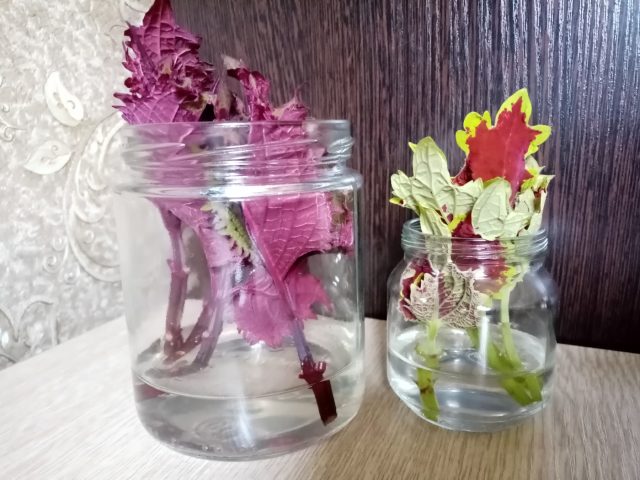 Какие декоративные растения я укореняю этой весной и советую вам?