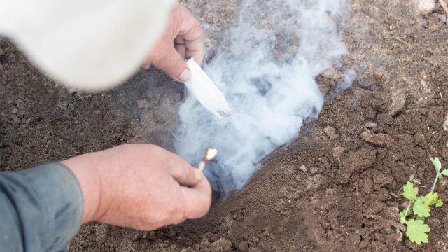 Народные способы выглядят доступно, но чаще дают лишь кратковременный эффект. Запахи, шум и вода не решают проблему: крот быстро адаптируется и продолжает использовать участок как кормовую зону.