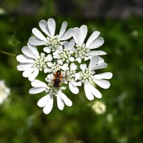 Орлайя (Orlaya grandiflora) Орлайя (Orlaya grandiflora)