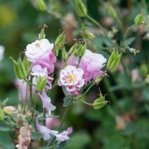 Мак-самосейка Аквилегия «Винки» (Aquilegia vulgaris ‘Winky’)