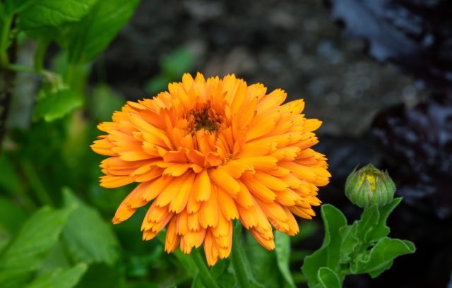 Календула «Оранж Кинг» (Calendula officinalis ‘Orange King’) Календула «Оранж Кинг» (Calendula officinalis ‘Orange King’)