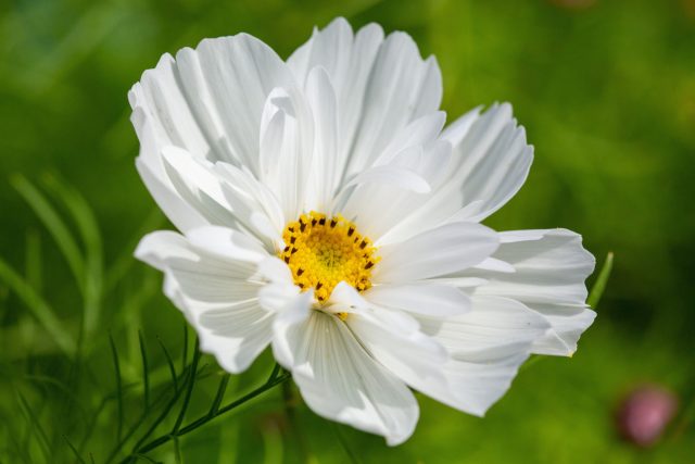 Космея «Соната Вайт» (Cosmos bipinnatus ‘Sonata White’) Космея «Соната Вайт» (Cosmos bipinnatus ‘Sonata White’)
