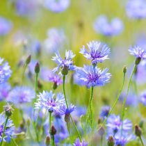 Василёк (Centaurea cyanus) Василёк (Centaurea cyanus)