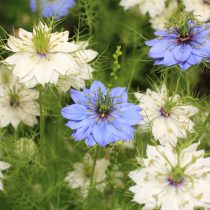 Нигелла (Nigella damascena) Нигелла (Nigella damascena)