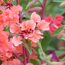 Кларкия (Clarkia unguiculata) Кларкия (Clarkia unguiculata)