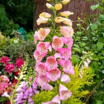 Наперстянка «Эксельсиор» (Digitalis purpurea ‘Excelsior’) Наперстянка «Эксельсиор» (Digitalis purpurea ‘Excelsior’)