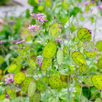 Лунария (Lunaria annua) Лунария (Lunaria annua)