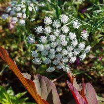 Амми (Ammi majus, A. visnaga) Амми (Ammi majus, A. visnaga)