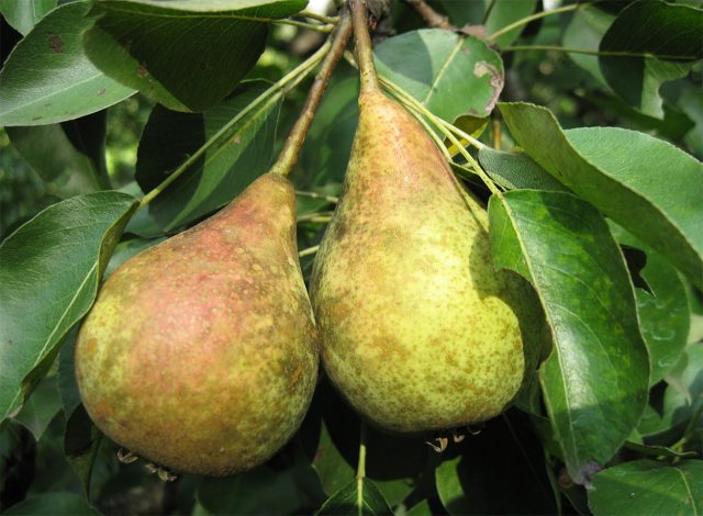 Кокинская — любимый многими раннеосенний сорт с нежной тающей мякотью, сладким вкусом и лёгкими медовыми нотками. Плоды не самые эффектные внешне, зато дерево урожайное, скороплодное и достаточно морозостойкое.