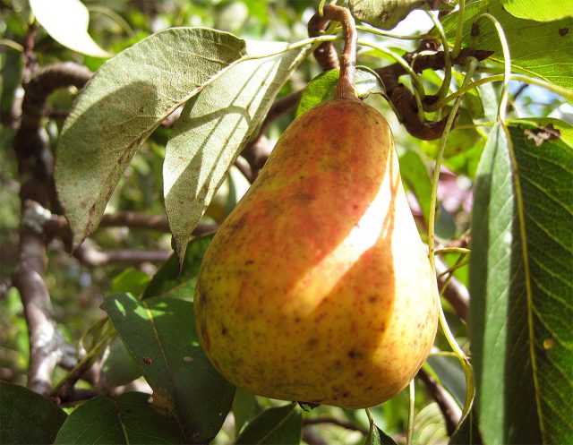 Нарядная Ефимова — осенний сорт с эффектными плодами, покрытыми ярким малиново-красным румянцем. Мякоть у груши нежная и сочная, вкус кисло-сладкий, с лёгкой терпкостью, которая особенно хороша в варенье и заготовках.