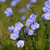 Лён декоративный (Linum grandiflorum) Лён декоративный (Linum grandiflorum)