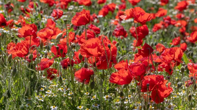 Мак самосейка (Papaver rhoeas) Мак самосейка (Papaver rhoeas)