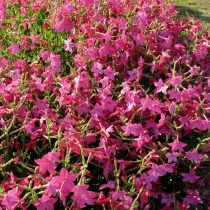 «Никки Роуз» (Nicotiana sanderae ‘Nicki Rose’) «Никки Роуз» (Nicotiana sanderae ‘Nicki Rose’)