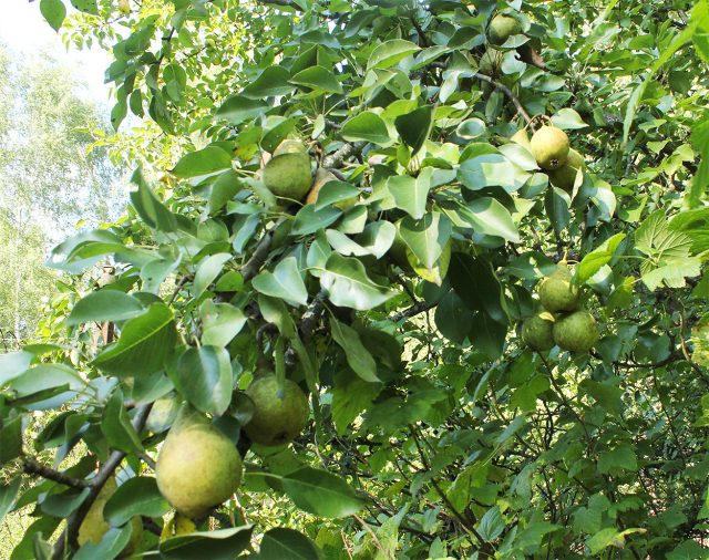 Орловская летняя — крупноплодный летний сорт с сочными сладкими грушами и нежной полумаслянистой мякотью. Урожайный и скороплодный, но дерево высокое, а в суровые малоснежные зимы может заметно подмерзать.