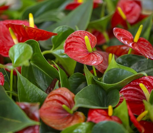 Почему у антуриума зеленеют или мельчают цветы: причины, которые легко упустить