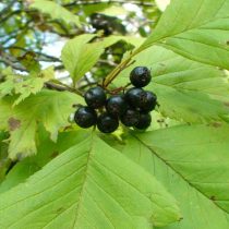 Боярышник зеленомясый (Crataegus chlorosarca) Боярышник зеленомясый (Crataegus chlorosarca)