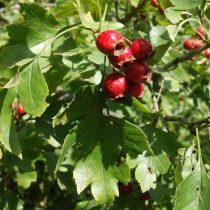 Боярышник перистонадрезанный (Crataegus pinnatifida) Боярышник перистонадрезанный (Crataegus pinnatifida)