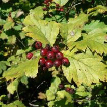 Боярышник Максимовича (Crataegus maximowiczii) Боярышник Максимовича (Crataegus maximowiczii)