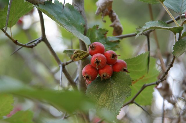 Боярышник мягковатый (Crataegus submollis) Боярышник мягковатый (Crataegus submollis)