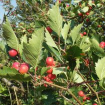 Боярышник золотистоплодный (Crataegus chrysocarpa) Боярышник золотистоплодный (Crataegus chrysocarpa)