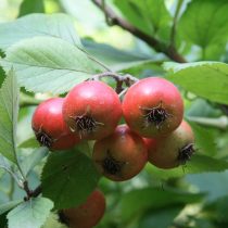 Боярышник точечный (Crataegus punctata) Боярышник точечный (Crataegus punctata)