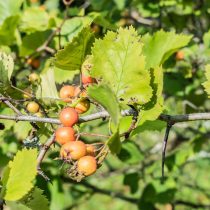 Боярышник Арнольда (Crataegus arnoldiana) Боярышник Арнольда (Crataegus arnoldiana)