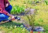 Участок на песчаной почве: что важно знать владельцу