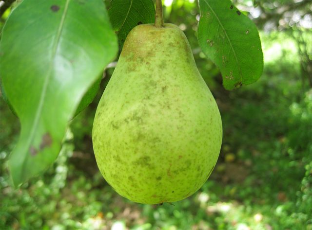 Велеса — один из самых удачных осенних сортов для Подмосковья: урожайный, зимостойкий, с очень сочной, нежной мякотью и вкусом, который по выразительности приближается к южным грушам. Требует подпорок из-за хрупких ветвей.