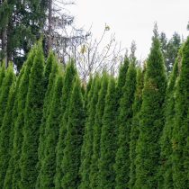 Туя западная (Thuja occidentalis) Туя западная (Thuja occidentalis)