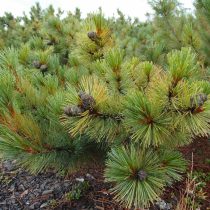 Кедровый стланик (Pinus pumila) Кедровый стланик (Pinus pumila)