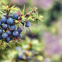 Можжевельник обыкновенный (Juniperus communis) Можжевельник обыкновенный (Juniperus communis)