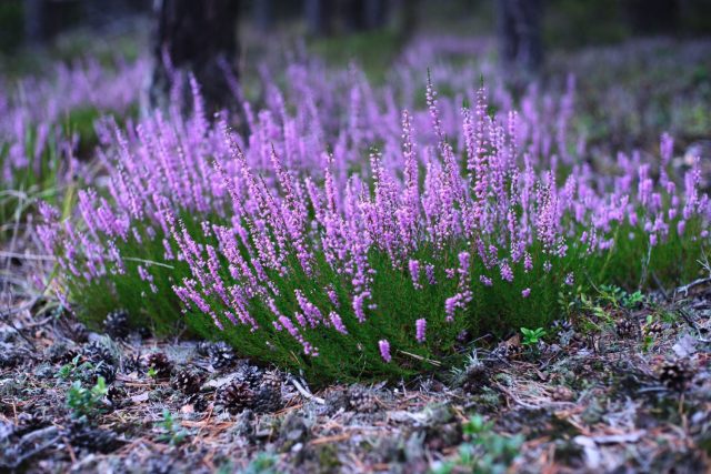 Вереск обыкновенный (Calluna vulgaris) Вереск обыкновенный (Calluna vulgaris)